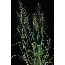 Rumput pakan ternak adalah jenis rumput yang bisa digunakan dalam usaha ternak. Nominee 100 Of 250ml Herbisida Selektif Tanaman Padi Pembasmi Rumput Liar Pada Tanaman Padi Shopee Indonesia