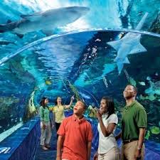 Ripley S Aquarium Of The Smokies Tennessee Vacation Tennessee Vacation Gatlinburg Attractions Smoky Mountains Attractions