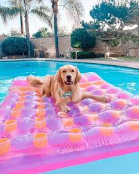 Murphy Golden Retriever On Instagram Excoose Me Can You Bring Me My Marg I M A Little Stuck In 2020 Cute Dogs And Puppies Cute Animals Cute Puppies