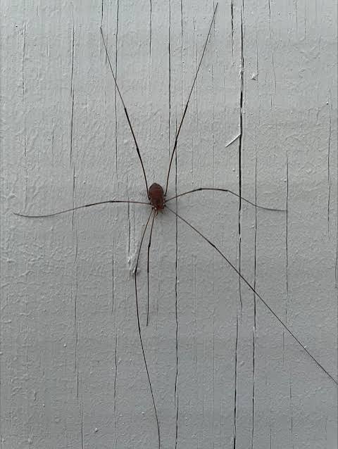 Daddy Longlegs | Home & Garden Information Center