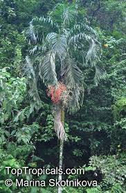 Image result for Carpentaria