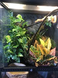 Pin By Padriac Cioffi On Vivariums And Other Reptile Projects Plants