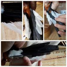 Murai ekor panjang murah dan grosir gacor di mbrk tanggerang. Terjual Jual Murai Batu Sumatra Pola Ekor W Kaskus