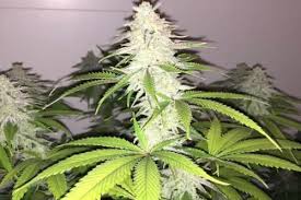 Great for outdoor, top yielder pineapple upside down cake this strain, with its frosty lime green and golden calix tips, really takes the cake when it comes to new and exciting strains. Top 15 Best Feminized Seeds Mold Resistant Strains