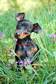 Immagini Stock Il Miniature Pinscher Cucciolo 3 Mesi Di Eta Image 13777971