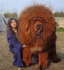 Now That S A Hair Do Big Dog Breeds Expensive Dogs Most Expensive Dog