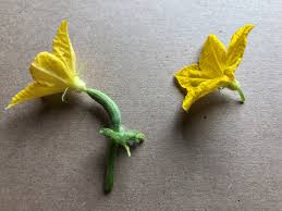 Bugs will visit the flower and transfer the pollen from the male. Smart Gardening Pollination In Vegetable Gardens And Backyard Fruit Gardening In Michigan