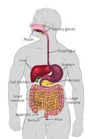 Pin On Thyroid Health
