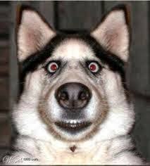 Check spelling or type a new query. Cane Ma Quanto Mi Costi