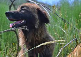Estrela berghund vom altenburger land. Cao Da Serra Da Estrela Im Rassenportrait Edogs Magazin