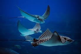 Image result for Stingray