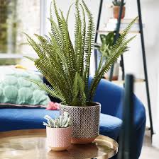 We did not find results for: Best Indoor Plant Pots For House Plants Indoor Planters