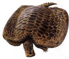 Image result for Chionodes continuellus