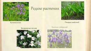 проект красная книга или возьмем под защиту 2 класс рабочая тетрадь Proekt Krasnaya Kniga 2 Klass 518 Shkola Spb Avtor Mitronina Yanina Youtube