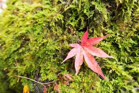 Location gîtes de vacances au pied du mont ventoux en campagne avec. Feuilles D Automne Au Japon Feuilles Colorees En Hiver Banque D Images Et Photos Libres De Droits Image 80476509