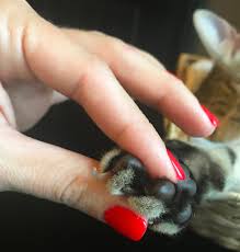 Trimming Your Cats Nails A1 Savannahs