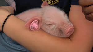 Who stopped by KARE 11 Barn on Day 6