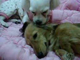 One Dog S Licking The Other Dog S Ear Youtube