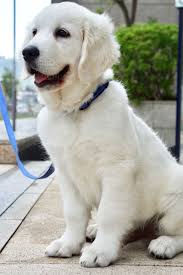 This sweet aca golden retriever puppy is looking for their furever family!! Golden Retriever Puppies For Sale Florida Avenue Miami Fl 295594