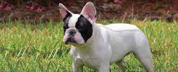French bulldog information including personality, history, grooming, pictures, videos, and the akc breed standard. French Bulldog Dog Breed Profile Petfinder