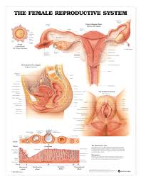 The Female Reproductive System Anatomical Chart