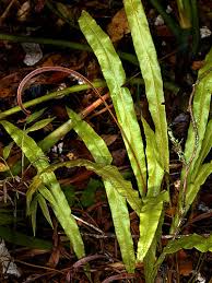 Image result for Elaphoglossum