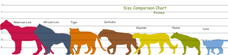 Feline Height Comparison Chart American Lion Sand Cat Hyena