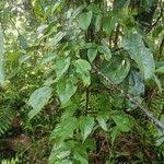 Image result for Agelaea pentagyna