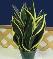 Image result for Asparagaceae