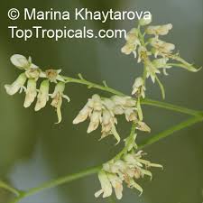 Image result for Dalbergia fischeri