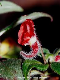 Image result for Impatiens runssorensis