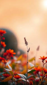 Image result for wallpaper