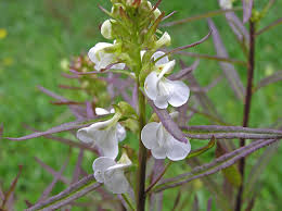 Image result for Ptaeroxylaceae