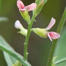 Image result for Indigastrum parviflorum