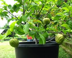 Cara menanam bibit cabai rawit di pot atau polybag. Cara Budidaya Srikaya Di Pot Agar Cepat Berbuah