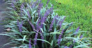 Liriope Muscari Care Growing The Giant Liriope Plant