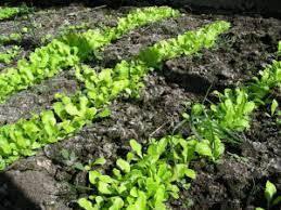 These lettuce growing tips will keep your garden and salad bowl full of crisp, green lettuce. Lettuce Growing Problems And Solutions