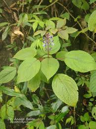 Image result for Coleus cylindraceus