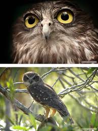 We did not find results for: Burung Hantu Burung Hantu Elang Dan Burung Hantu Terindah Di Planet Ini Jenis Utama Burung Hantu Di Dunia Jenis Burung Hantu Paling Langka