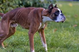 How much should i feed my puppy? How To Put Weight On A Boxer Dog The Right Way Boxer Dog Diaries