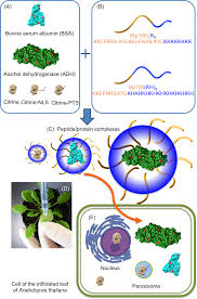 Check spelling or type a new query. Intracellular Delivery Of Proteins Via Fusion Peptides In Intact Plants