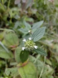 Image result for Spermacoce latituba