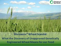 The malaysian palm oil board (mpob) is a government agency responsible for the promotion and development of the palm oil sector in the country. Monsanto Wheat Scandal What The Discovery Of Unapproved Genetically Engineered Wheat Means For Our Food Friends Of The Earth