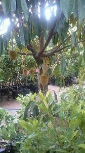Sambung pucuk daun muda durian. Anak Pokok Menjual Benih Online Terbesar Di Malaysia Facebook