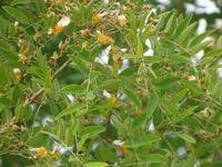 Image result for Bobgunnia madagascariensis