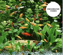 Fishes that are more hardy is typically recommended to beginners, as they require less attention and are not easily affected by changes in water parameters. Aquarium Fish Industry In Malaysia