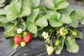 Check spelling or type a new query. When Is It Too Late To Plant Strawberries Lovetoknow