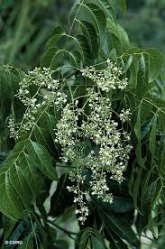 Image result for Toona