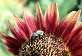 Perennial flowers good for bees. Help The Bees By Planting More Perennials And How To Handle Lawn Weeds And Basil Trouble This Weekend In The Garden Pennlive Com