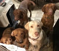 $1000 full and$500 limited.2 yellow female,1 chocolate female $1000 full.1 4 year old choc $200. Lucky Labs Labrador Retriever Breeder In Cleveland New York